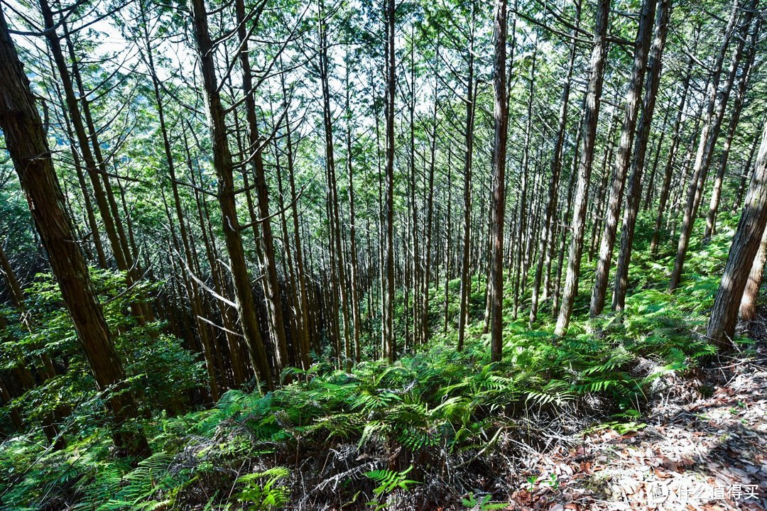 Day.4 熊野古道-熊野本宫大社-熊野那智大社-大阪