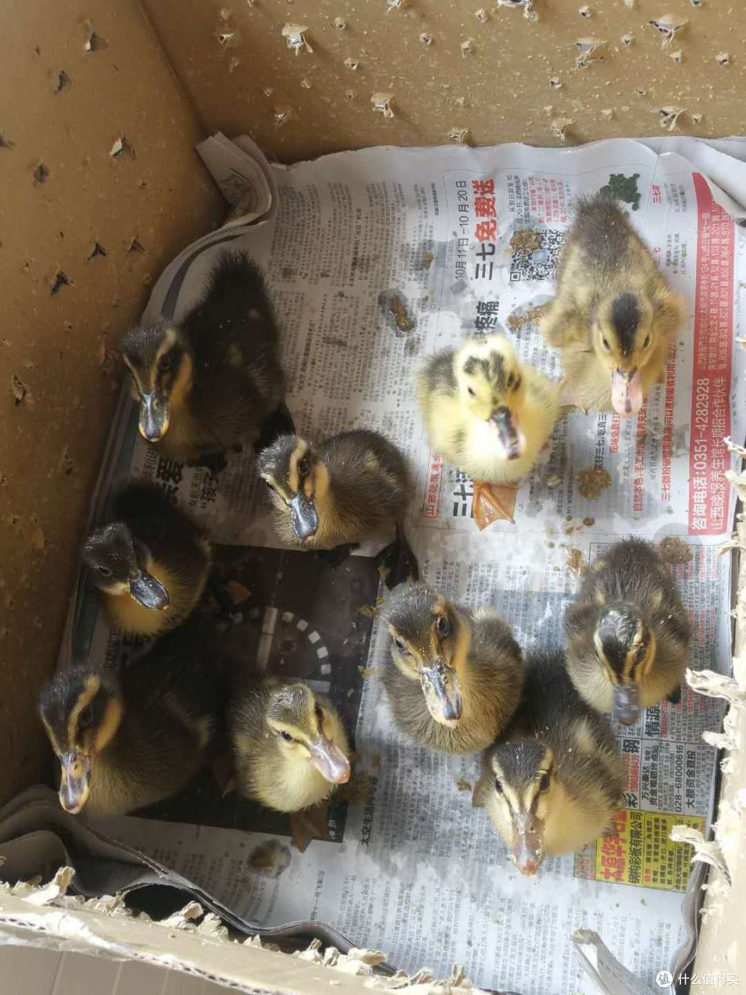 养小鸭子的注意事项|刚孵出来的小鸭子怎么养_什么值得买