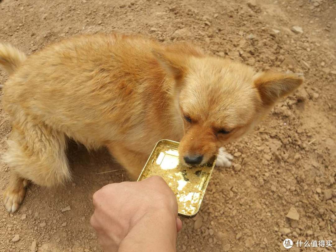 鴨寶寶七夜成長記