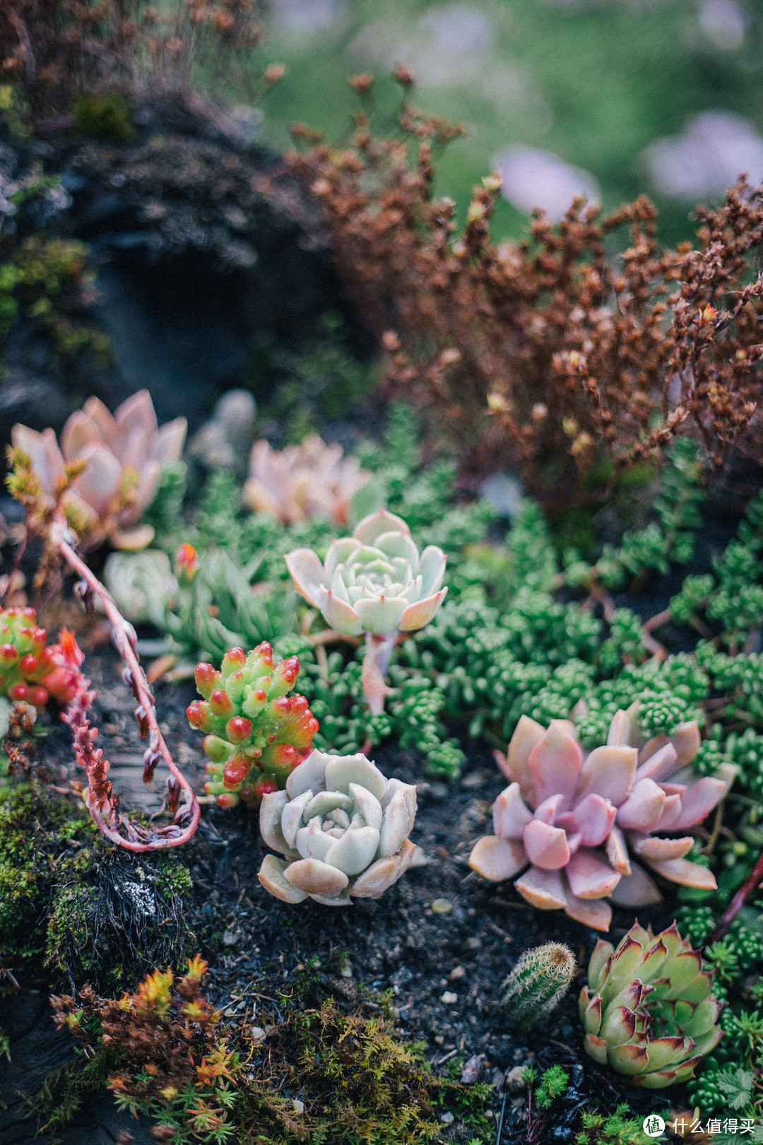 不同季节之四姑娘山的匆匆一瞥