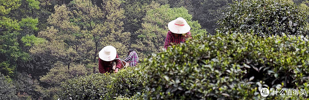 大拉菲之于西湖龙井，你敢拍胸脯说你买到都是真的吗？