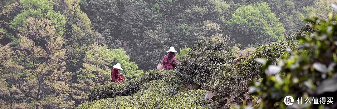 大拉菲之于西湖龙井，你敢拍胸脯说你买到都是真的吗？