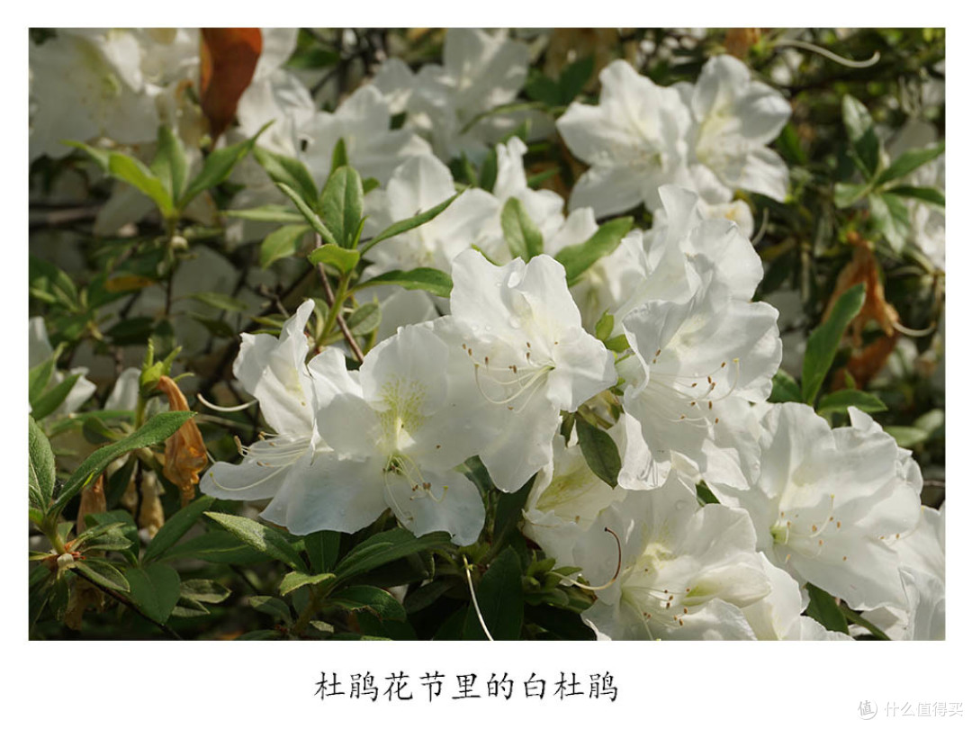 莫负四月好春光 踏青季节游苏州(上)