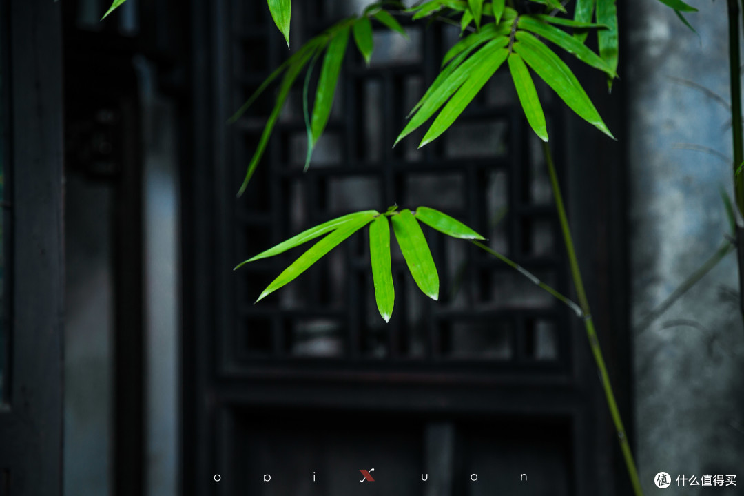 梦-竹影 梦-竹影