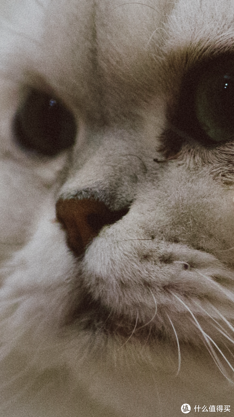 拿 HASSELBLAD 哈苏 X1D 中画幅无反相机 拍猫是一种什么样的体验