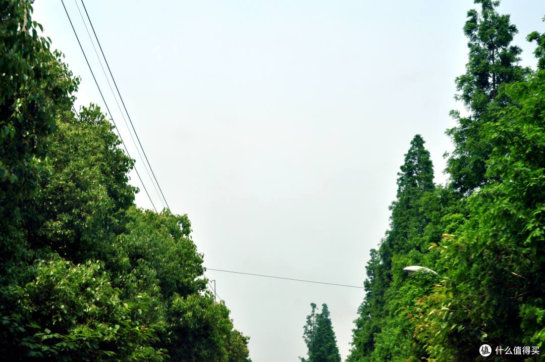 做一个合格的吃瓜群众,早春红玉瓜田尝鲜之旅。
