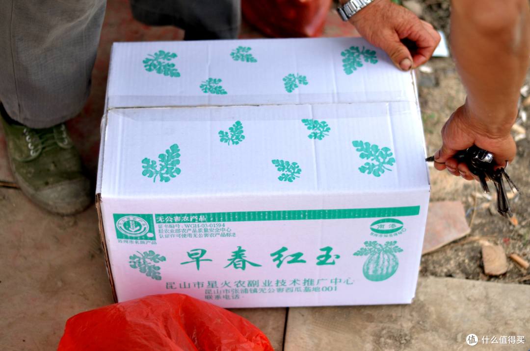 做一个合格的吃瓜群众,早春红玉瓜田尝鲜之旅。