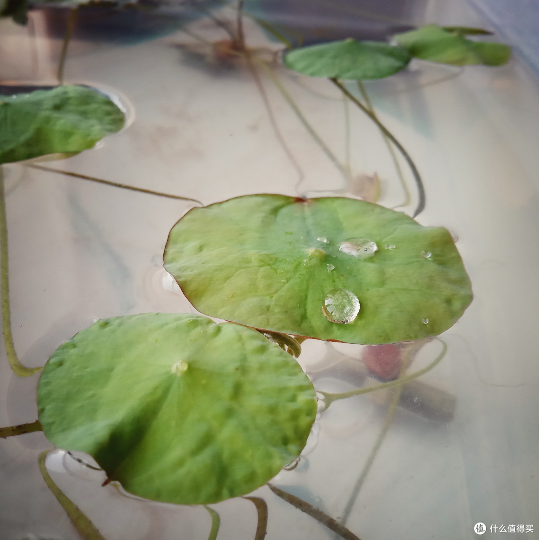 虹膜手机是什么手机_虹膜支付手机评测_支持虹膜识别的手机