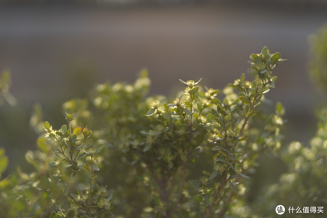 大概是性价比最高的人像镜头—CANON 佳能 85mm f/1.8USM 镜头 体验