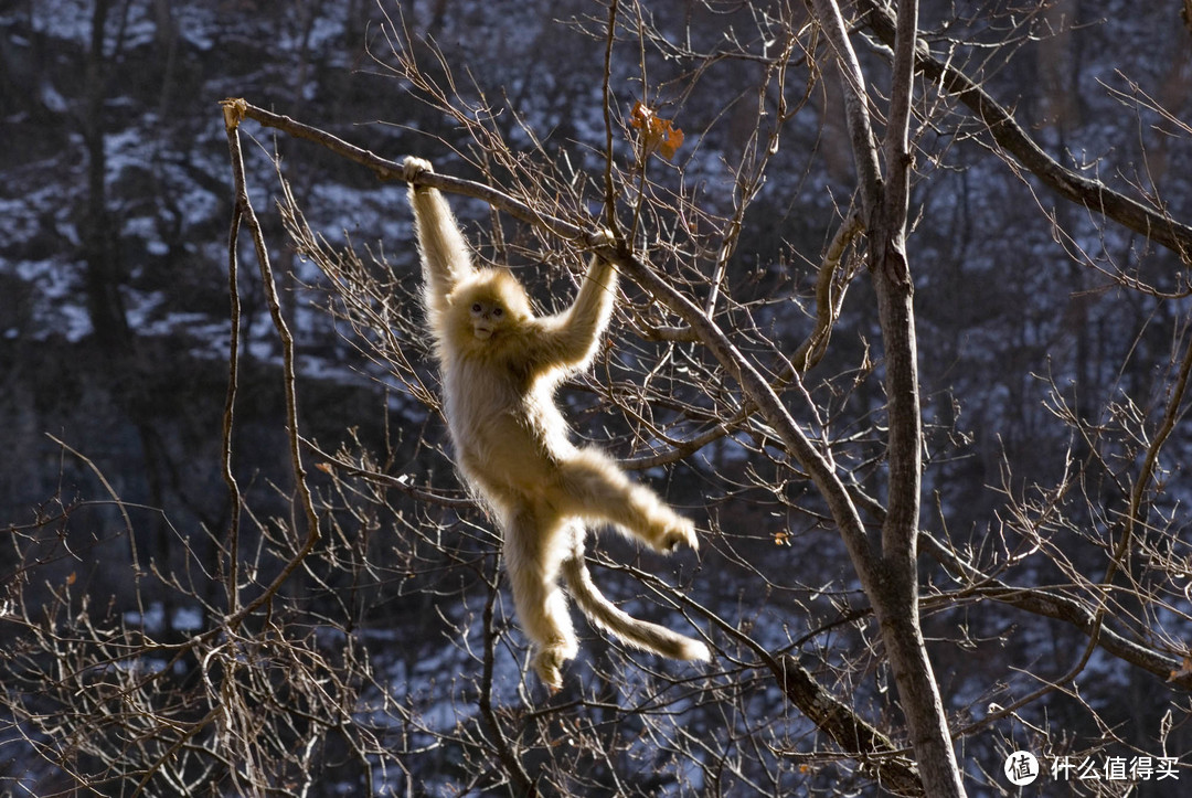 导演，一身金毛的应该是成年川金丝猴啊！图片：Gavin Maxwell