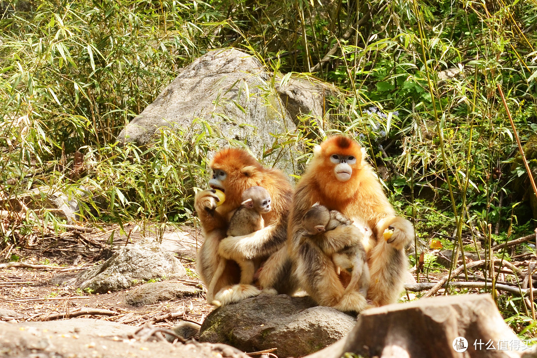 两只母猴怀抱着这个春天刚刚诞生的婴猴。自摄