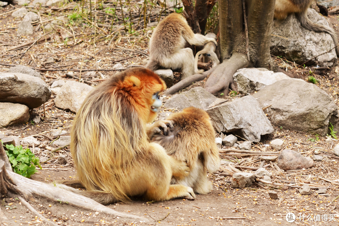 理毛这样的行为，偶尔也会出现在家长猴对他的配偶身上。自摄