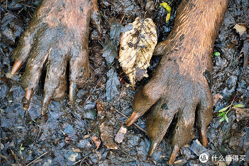 狗狗脚趾间的小包包，铲屎的千万不能忽视啊！