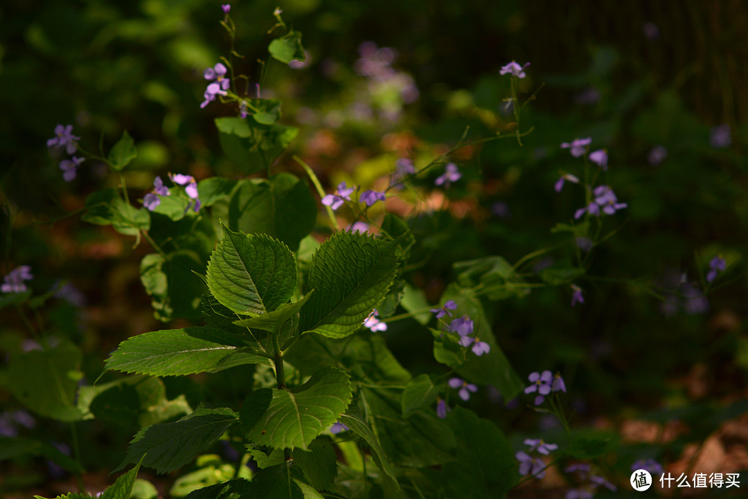 东蔡 Carl Zeiss Jena Biometar 80/2.8 MC 中画幅镜头