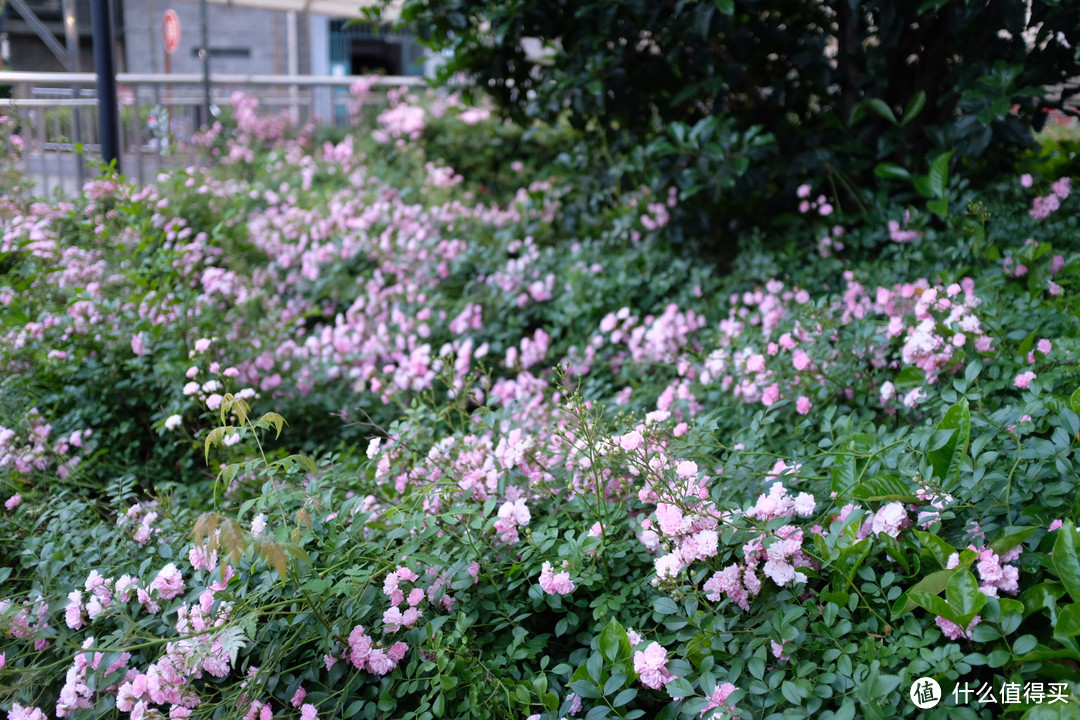 值与不值之间我选择了喜欢——FUJIFILM 富士 x100f  相机 开箱