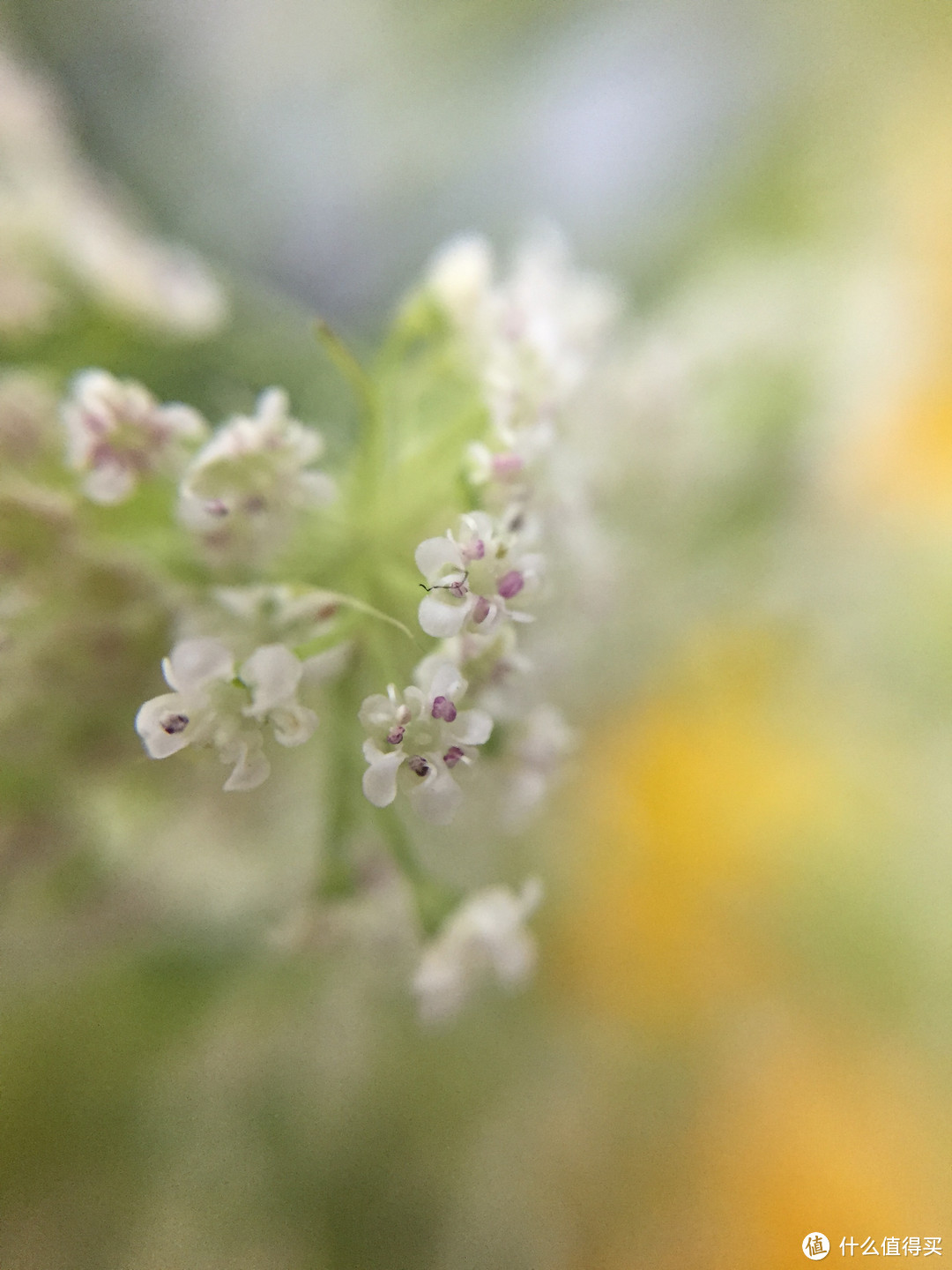 想完成一篇出色的原创，或许你还需要它 — 手机外置镜头实测及选购攻略