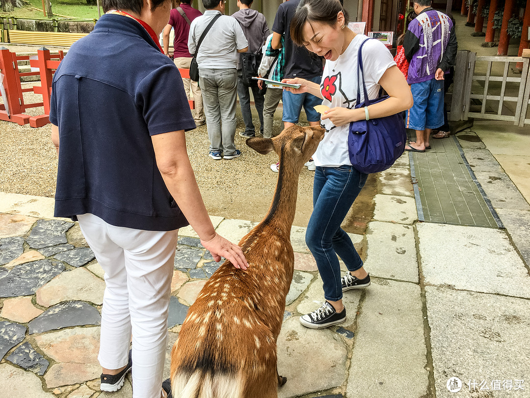 第九日 奈良行，春日大社，东大寺