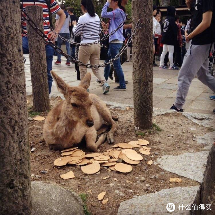 第九日 奈良行，春日大社，东大寺