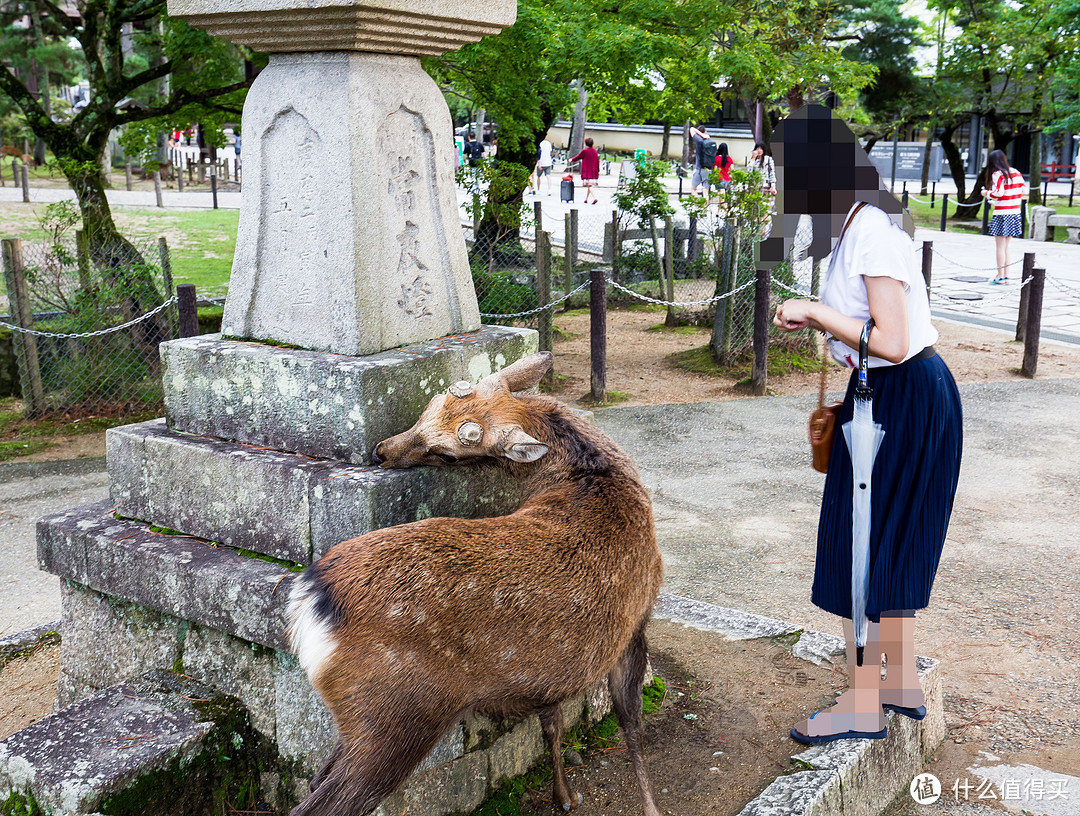 第九日 奈良行，春日大社，东大寺