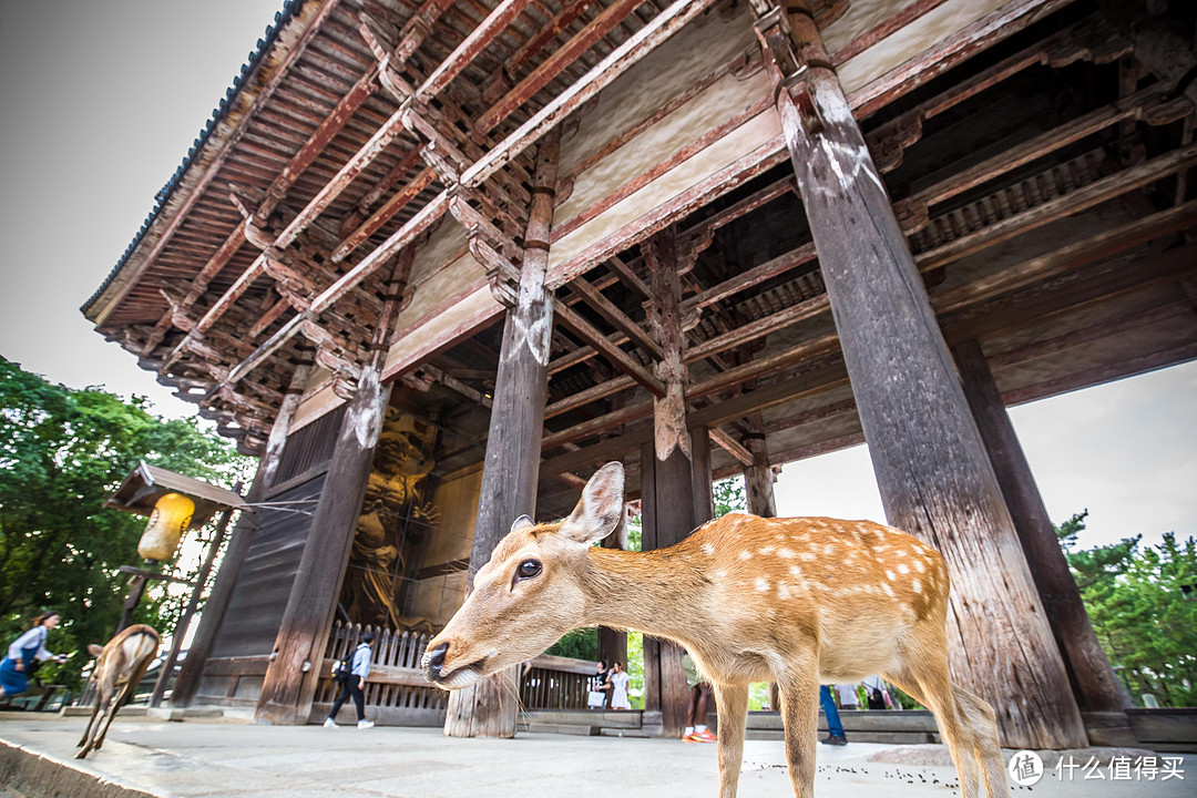 第九日 奈良行，春日大社，东大寺