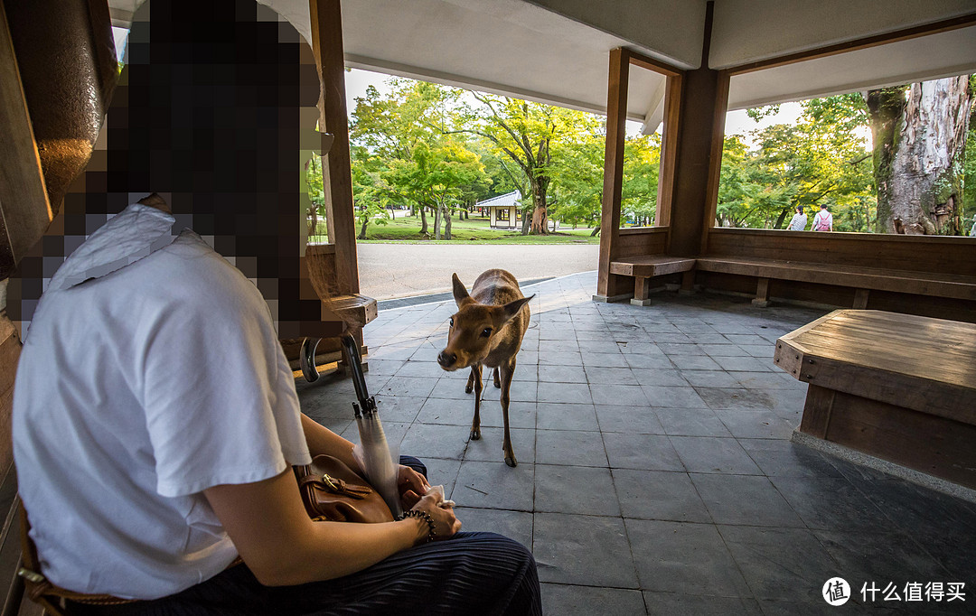 第九日 奈良行，春日大社，东大寺