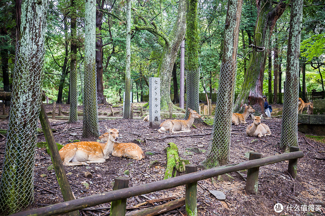 第九日 奈良行，春日大社，东大寺