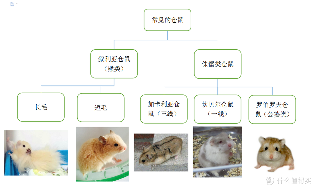 萌物鼠鼠 — 仓鼠的不完全饲养指南（多图预警）