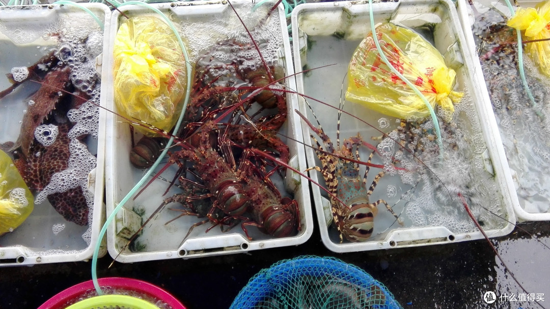 青龙,花龙 青龙,花龙
