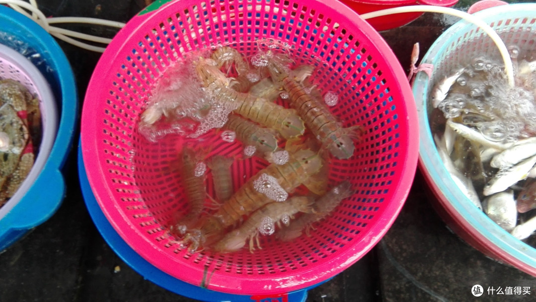 皮皮虾 皮皮虾