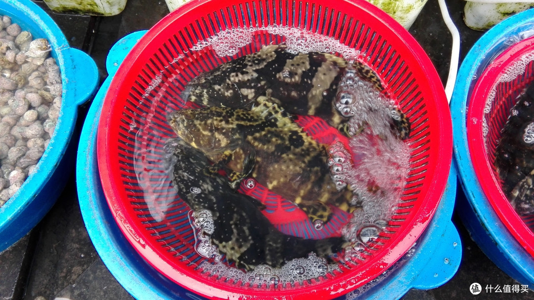 石斑鱼 石斑鱼