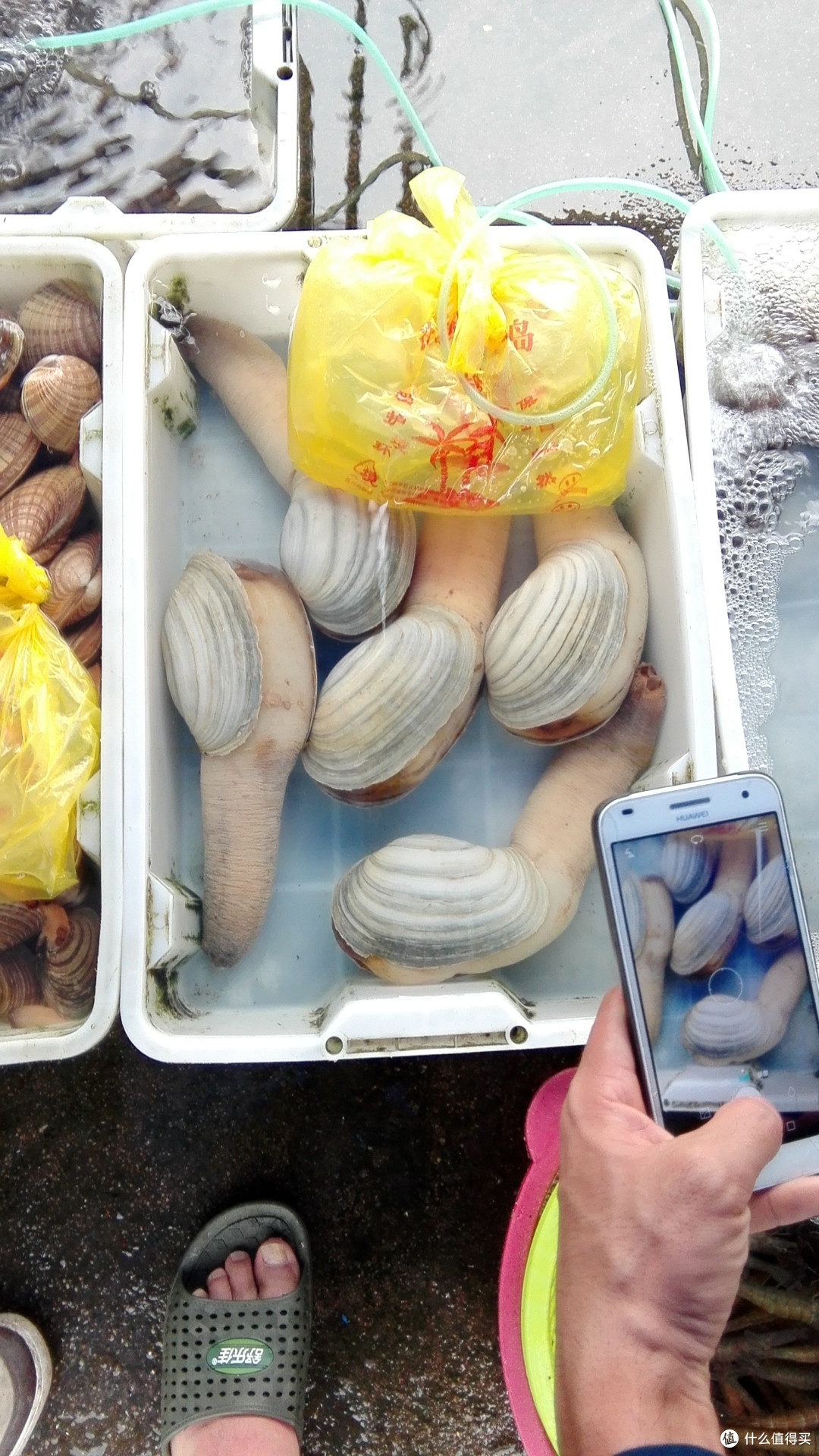 象拔蚌 象拔蚌
