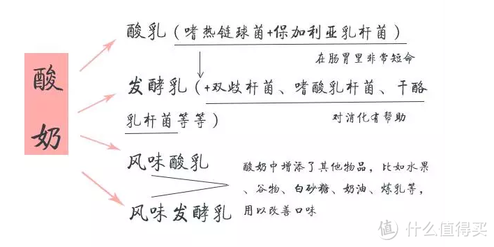 一种是由鲜牛奶添加两种菌类(嗜热链球菌和保加利亚乳杆菌)后,发酵制