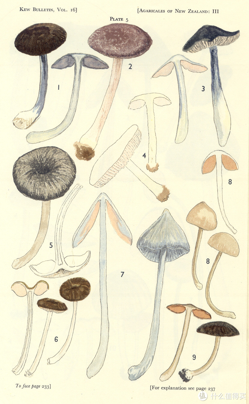 史蒂文森标号7的蘑菇就是霍氏粉褶菌。图：Stevenson G.