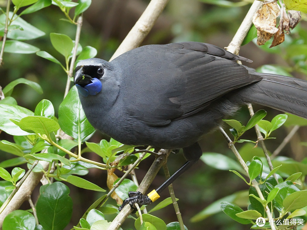 北岛垂耳鸦的垂肉颜色和霍氏粉褶菌是不是很接近？图：inaturalist