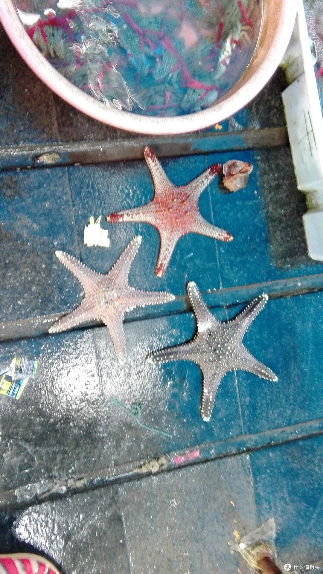 海星。西沙的海星漂亮多了。 海星。西沙的海星漂亮多了。