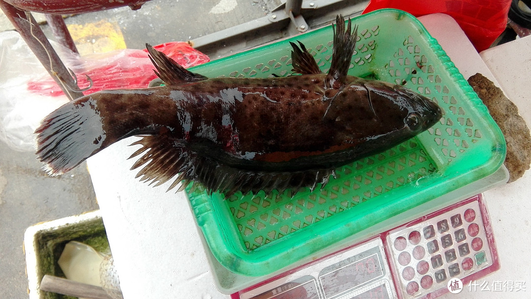 码头上卖的石斑鱼。26一斤。很多海南人开车到谭门镇码头来买。