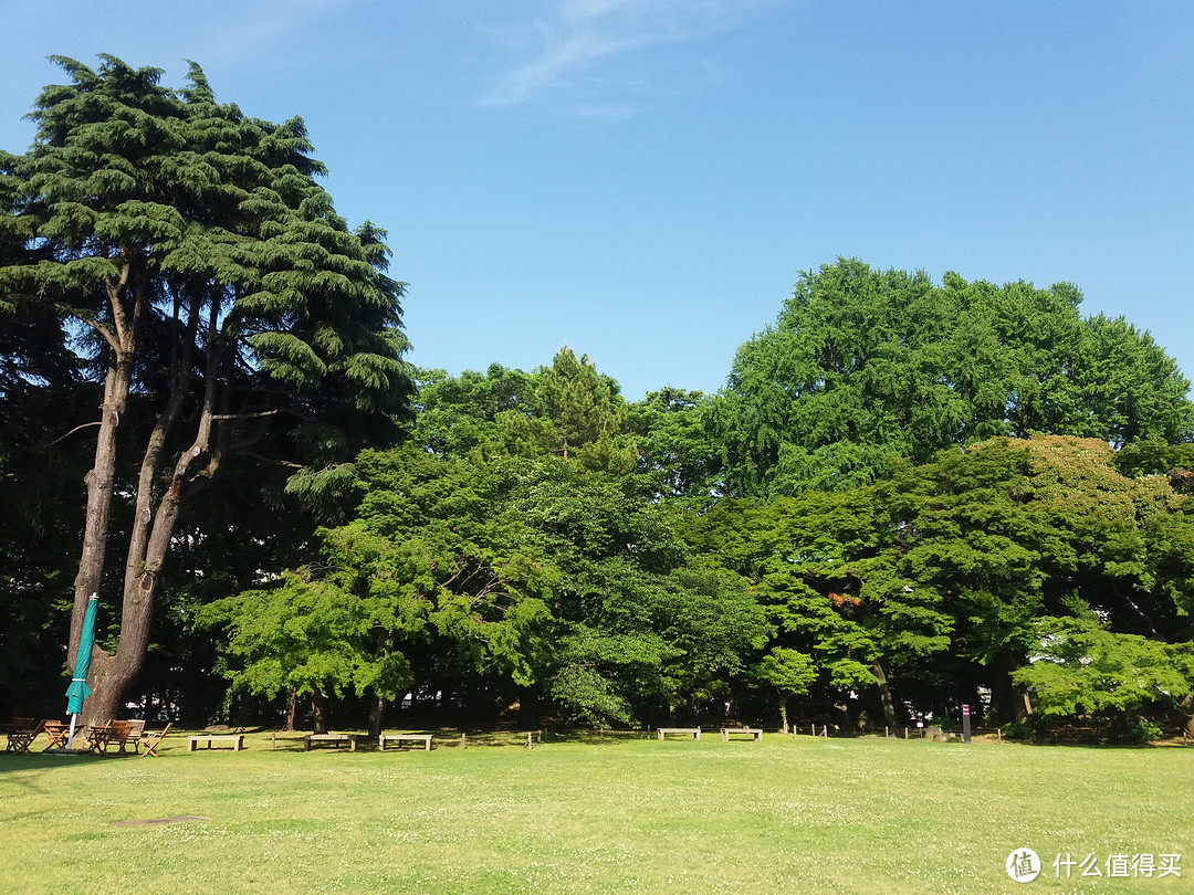 院子里的草坪