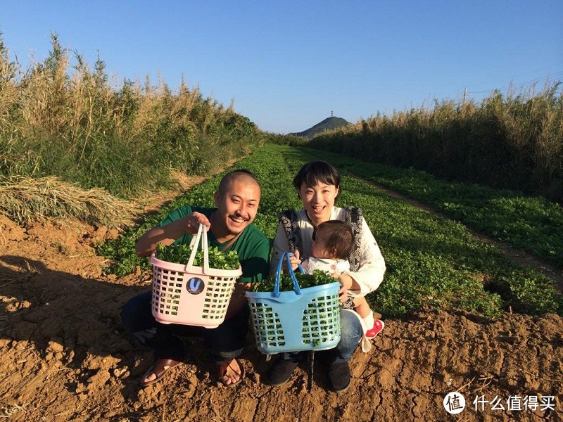 日本刮起香菜风潮 香菜料理就问一句你怕不怕？