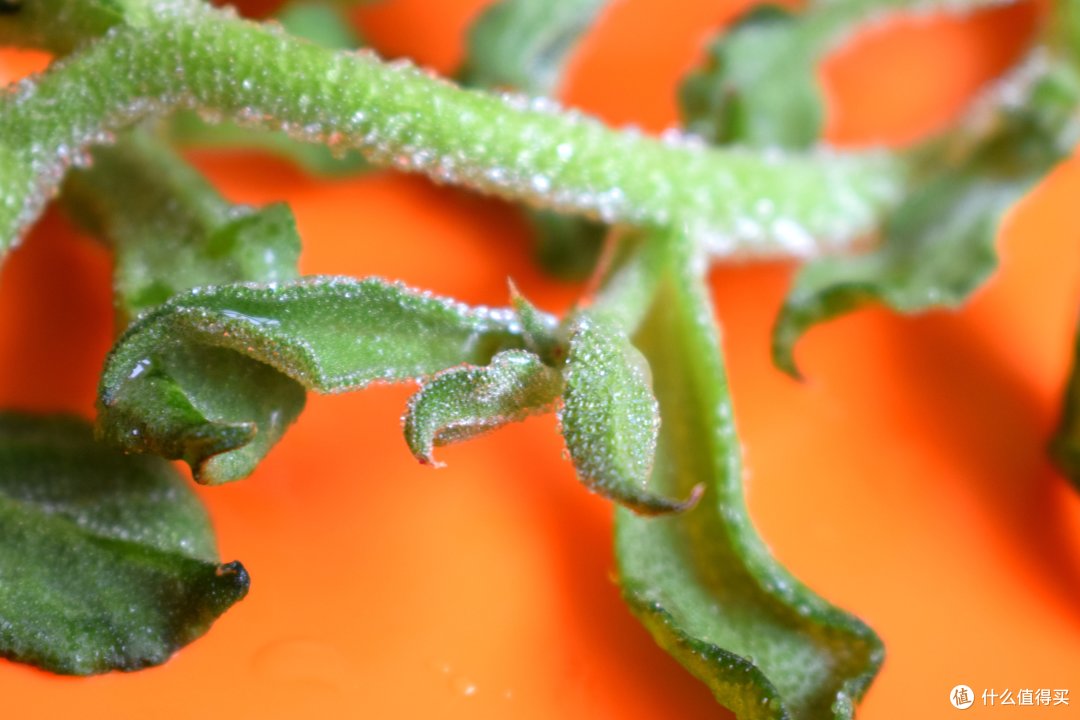 我只吃草不吃菜——"非洲冰草"你吃了吗?