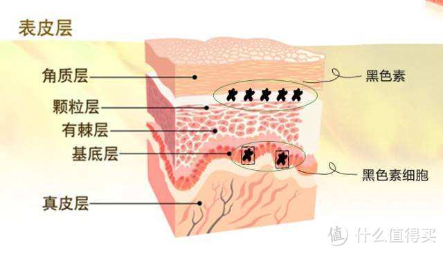 浅谈护肤品：从成分选择美白产品