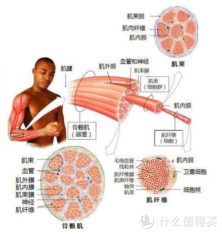 骨骼肌的基本结构是肌纤维,也叫做肌细胞