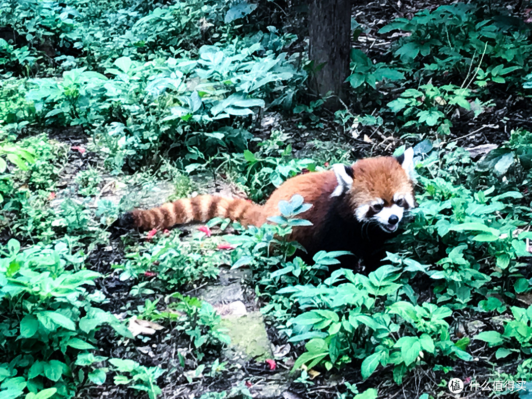 少不入川：一个杭州人在成都的旅行生存指南