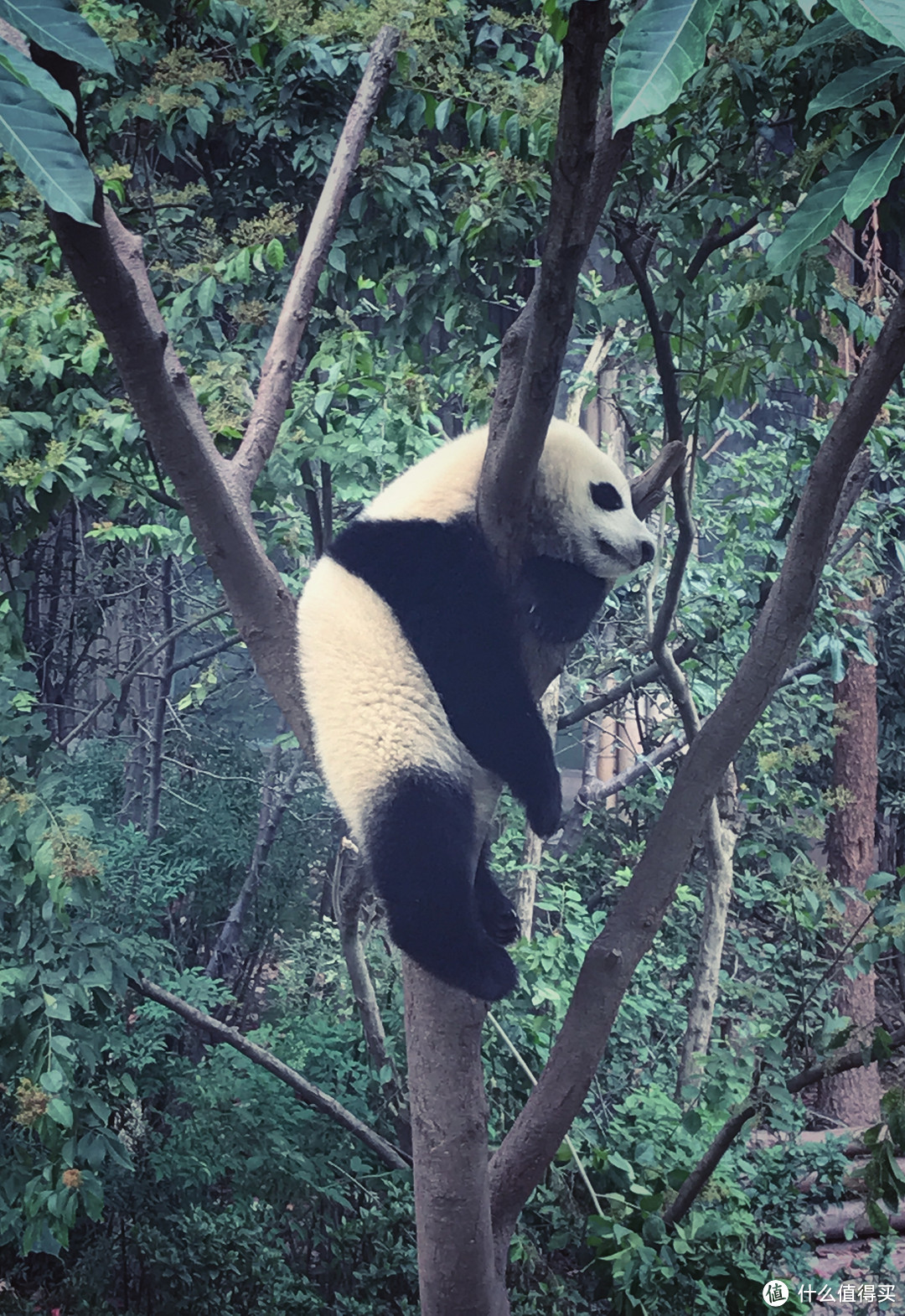 少不入川：一个杭州人在成都的旅行生存指南