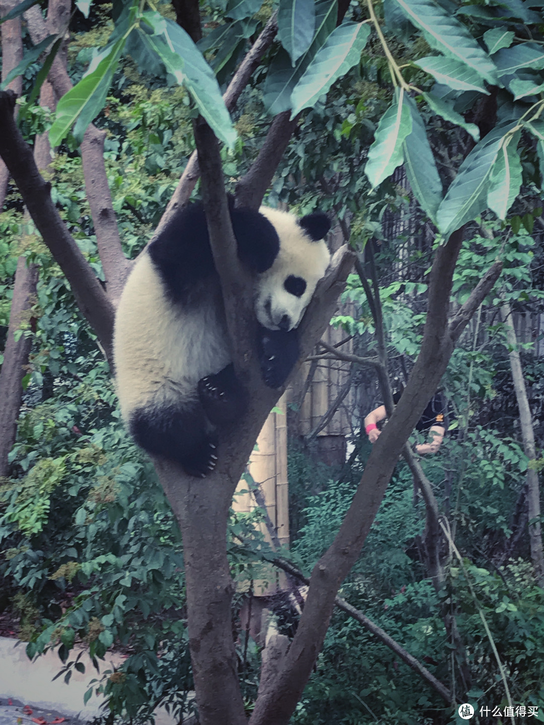 少不入川:一个杭州人在成都的旅行生存指南