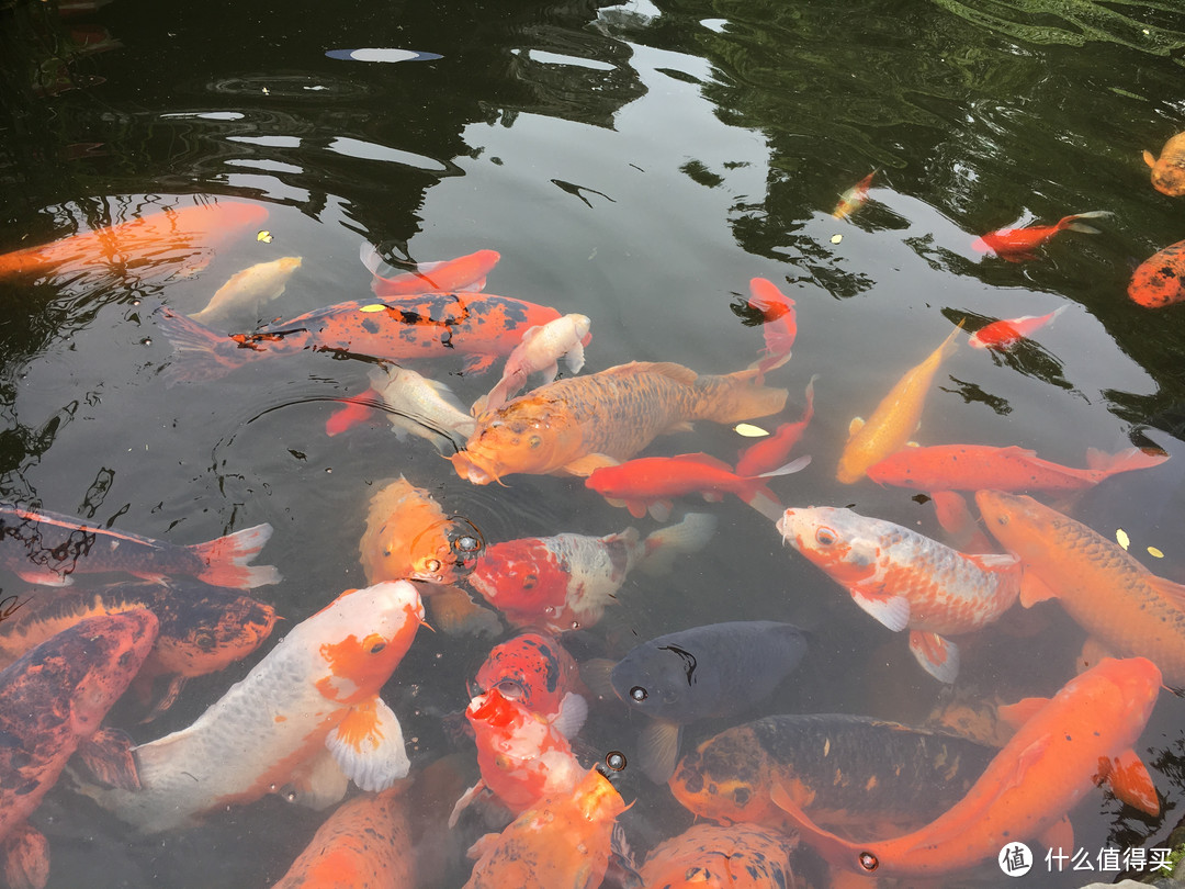 带家人旅游之四川成都