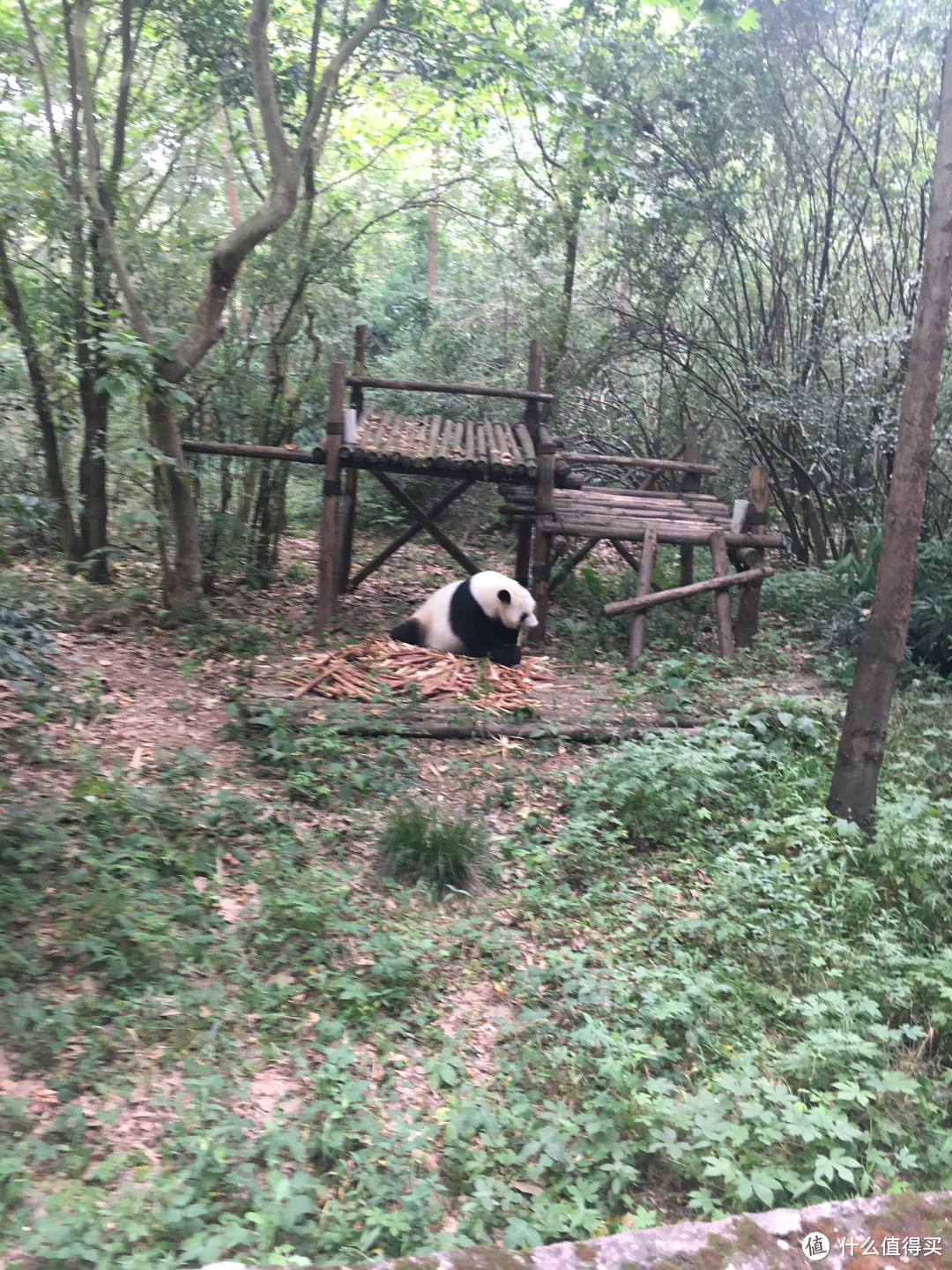 带家人旅游之四川成都