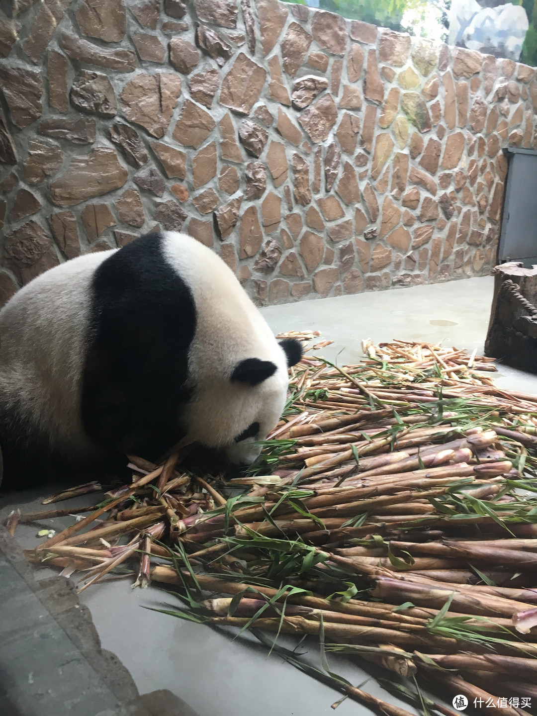 带家人旅游之四川成都