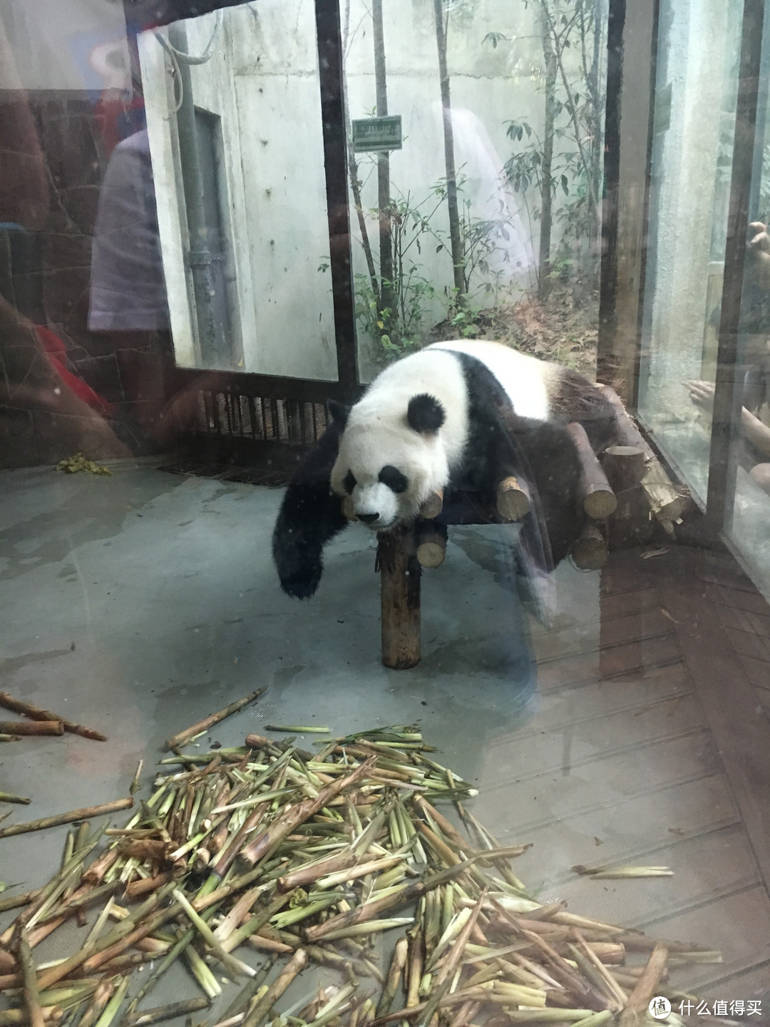 带家人旅游之四川成都