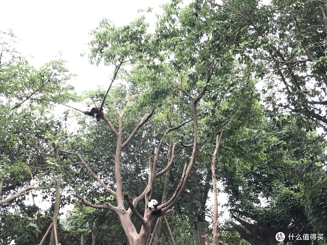 带家人旅游之四川成都