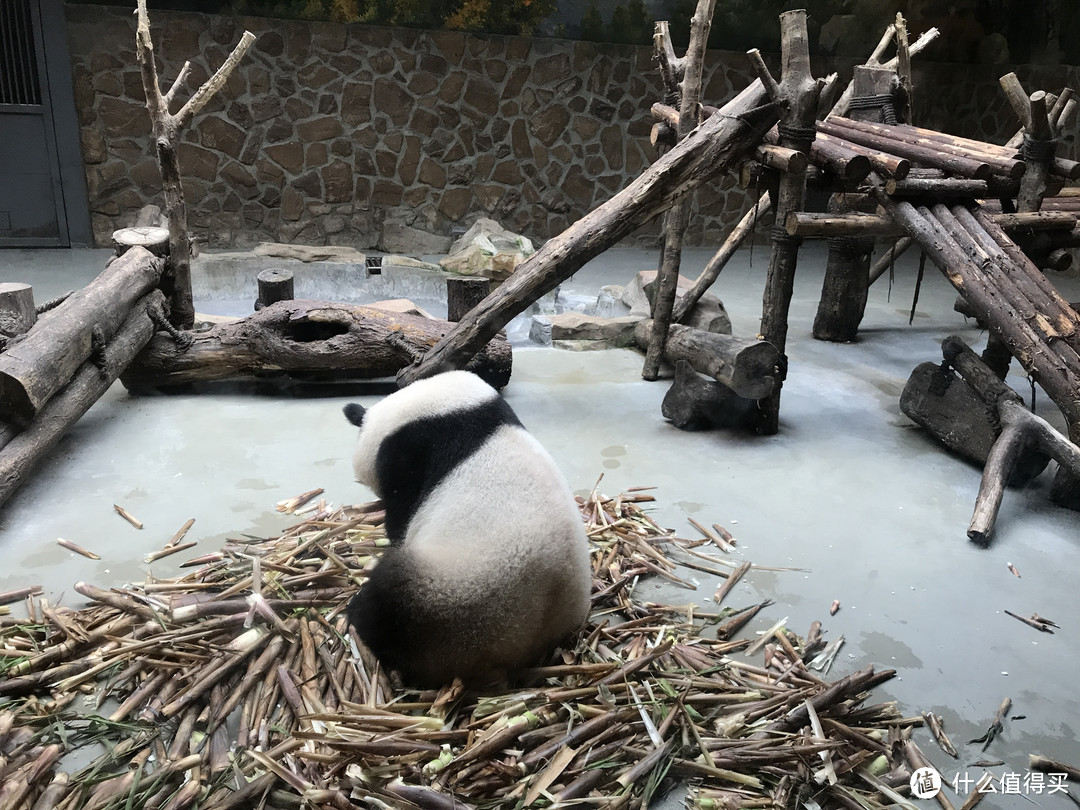 带家人旅游之四川成都